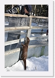 1 ranua zoo_7824 * 2848 x 4288 * (6.01MB)